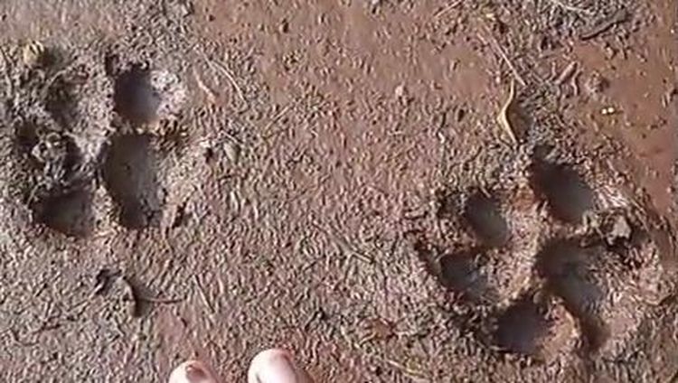 BKSDA Ungkap Jejak Macan Gunungkidul Muncul di Luar Habitat Asli