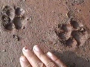 Jejak Kaki Hewan yang Diduga Macan Muncul Lagi di Gunungkidul