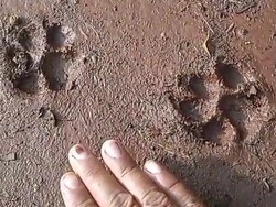 Jejak Kaki Hewan yang Diduga Macan Muncul Lagi di Gunungkidul