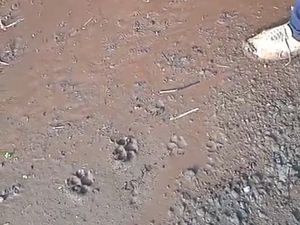 Jejak Hewan Diduga Macan Muncul 2 Kali di Semanu, Ini Respons BKSDA