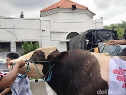 Aksi Pedagang Bawa Sapi ke Gedung Dewan Protes Relokasi RPH Pegirian