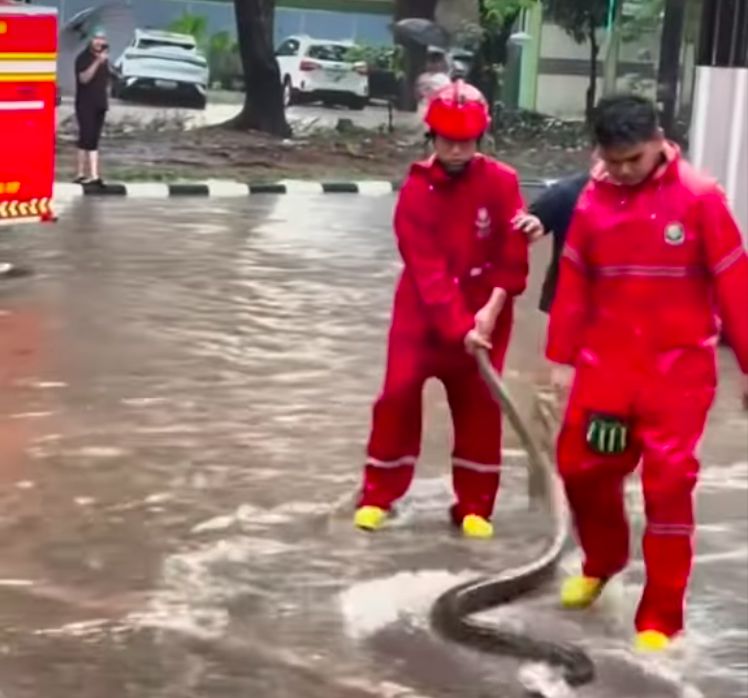 Momen menegangkan terjadi di Sunter, Tanjung Priok, Jakut pagi tadi. Seekor ular besar keluar dari sarangnya saat terjadi banjir usai hujan deras. (dok Damkar JU)