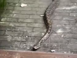 Hii! Sanca 3 Meter Terciduk Hampir Masuk Ruko Saat Banjir di Jakut