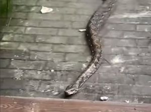 Hii! Sanca 3 Meter Terciduk Hampir Masuk Ruko Saat Banjir di Jakut