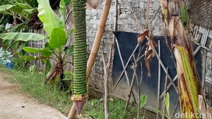 Penampakan Pisang Bertandan 2 Meter di Lamongan