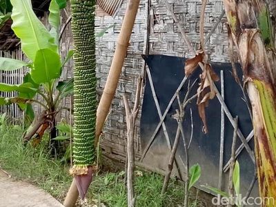 Penampakan Pisang Bertandan 2 Meter di Lamongan