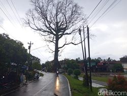 Randu Alas Raksasa di Tuksongo Borobudur Batal Ditebang, Ini Sebabnya