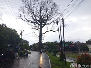 Randu Alas Raksasa di Tuksongo Borobudur Batal Ditebang, Ini Sebabnya