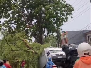 Pohon Tumbang di Mataram, 2 Mobil Rusak Berat-1 Orang Patah Tulang
