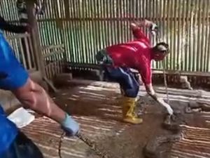 Sepanjang 2025, Damkar Cirebon Tangani Ratusan Evakuasi Sarang Tawon-Cincin