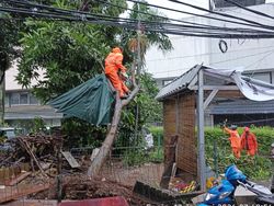 6 Pohon di Jakarta Tumbang Imbas Hujan Deras dan Angin Kencang