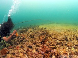 Terumbu Karang Spot Selam Kukar Rusak Diduga Kena Ponton Batu Bara