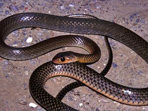 10 Tanaman Sakti yang Bikin Ular Ogah Masuk Rumah