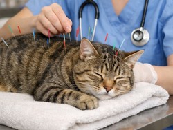 Video: Ternyata Hewan Juga Bisa Diberi Terapi Akunpuntur