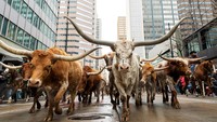 Arak-arakan Sapi Longhorn Warnai Parade di Denver