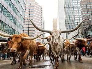 Arak-arakan Sapi Longhorn Warnai Parade di Denver