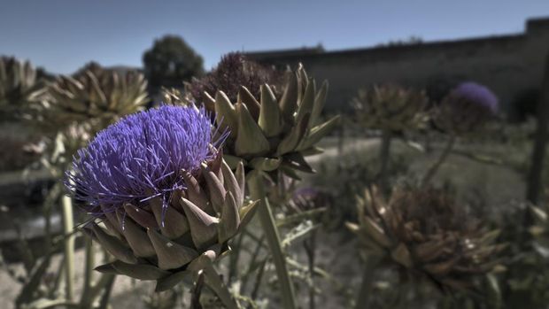 The artichoke flower on a bright summer day