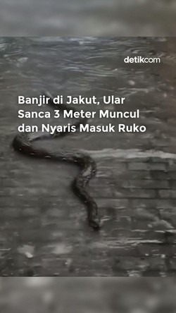 Video: Banjir di Jakut, Ular Sanca 3 Meter Muncul dan Nyaris Masuk Ruko