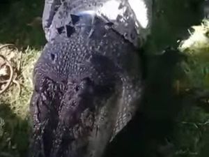 Warga Konawe Selatan Tangkap Buaya 4 Meter Diduga Pemangsa Bocah 13 Tahun