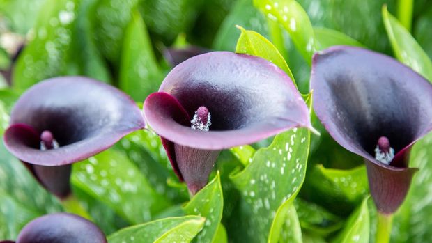 Zantedeschia, known as Calla Lily, is a black-red lily variety with noble flowers.