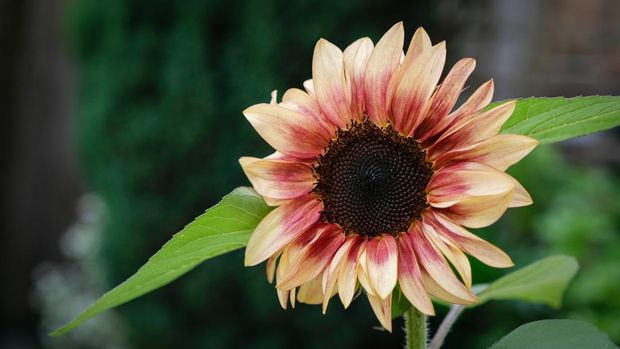 Beautiful dusky crimson unusual colour Sunflower in full bloom