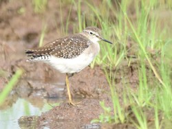 Mengamati Migrasi Burung dari Rusia dan Cina di Tulungagung
