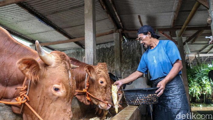 Pemprov DKI Rencanakan Kandang Sapi Ciangir Berkapasitas 1.000 Ekor