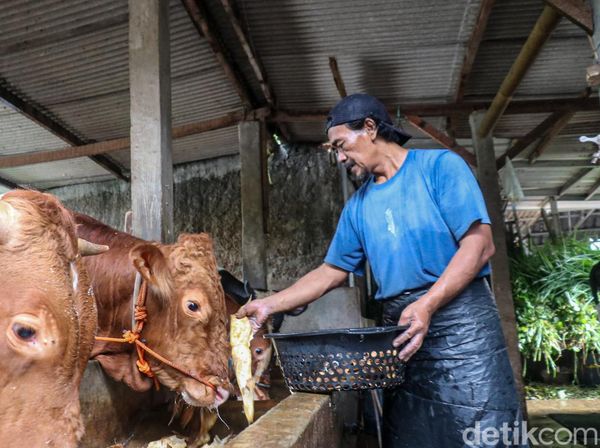Di Balik Padatnya Jakarta, Peternakan Sapi Ini Tetap Hidup Berdampingan