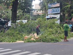 Pemkot Mataram Pangkas Pohon-pohon Tua yang Rawan Tumbang