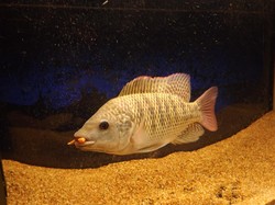 Mengenal Ikan Tilapia: Klasifikasi, Manfaat Kesehatan, dan Kandungan Gizinya