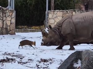 Terpopuler: Saat Rusa Kecil Melawan Badak Seberat 1,7 Ton