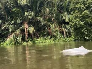 BKSDA soal Kemunculan Lumba-lumba Putih di Perairan Asahan