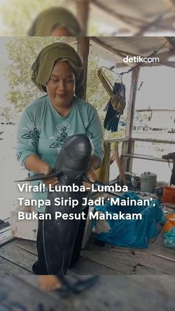 Video Viral Lumba-lumba Tanpa Sirip Jadi Mainan