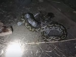 Kepergok Lilit 2 Anak Kambing, Piton 4 Meter Ditebas Parang