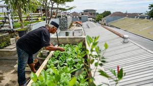 Bertani di Atap Rumah, Hidroponik Warga Bandung Tembus Supermarket