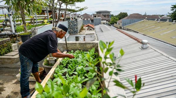 Bertani di Atap Rumah, Hidroponik Warga Bandung Tembus Supermarket