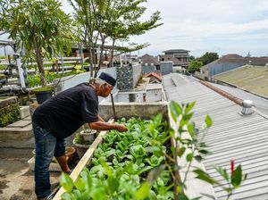 Bertani di Atap Rumah, Hidroponik Warga Bandung Tembus Supermarket
