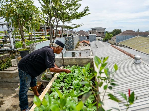Bertani di Atap Rumah, Hidroponik Warga Bandung Tembus Supermarket