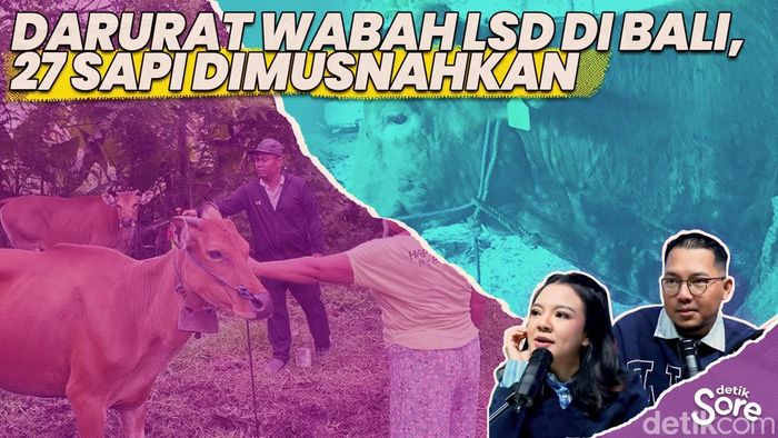Video: Wabah Penyakit Kulit Berbenjol Pada Sapi Merebak di Jembrana