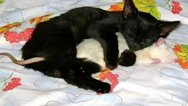 Aneh Tapi Lucu: Deretan Foto Internet yang Sulit Dipercaya Bikin Ngakak