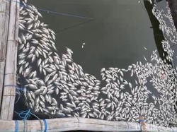 Ribuan Ikan di Ranu Grati Pasuruan Mati Akibat Sapon, Petambak Merugi