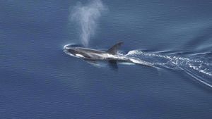 Potret Beragam Paus dan Lumba-lumba Ditemukan di Perairan Barat Sumatera