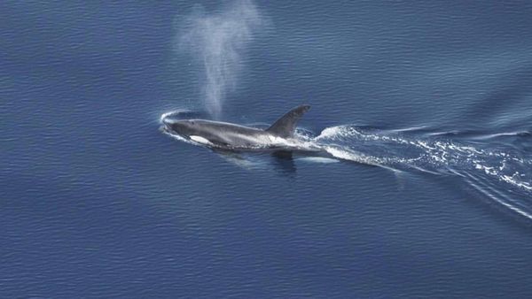 Potret Beragam Paus dan Lumba-lumba Ditemukan di Perairan Barat Sumatera