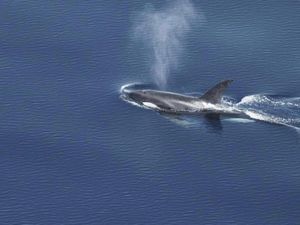 Potret Beragam Paus dan Lumba-lumba Ditemukan di Perairan Barat Sumatera