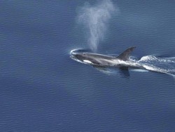 Studi Temukan Habitat Paus dan Lumba-lumba di Perairan Barat Sumatera, Ada Orca!