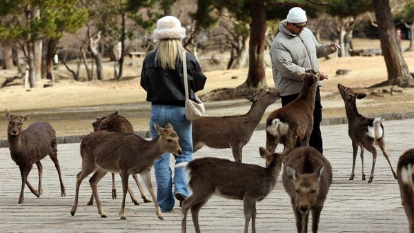 Pesona Taman Nara, Rusa Liar Ramai Disambangi Wisatawan