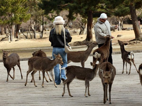 Pesona Taman Nara, Rusa Liar Ramai Disambangi Wisatawan