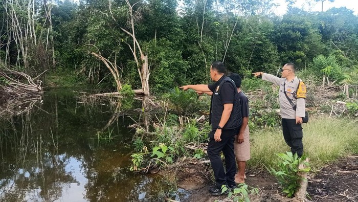 Petani di Musi Rawas Kritis Usai Diserang Buaya