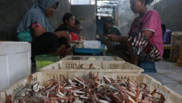 KKP Terbitkan Ratusan Sertifikat Izin Ekspor Rajungan ke AS