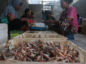 KKP Terbitkan Ratusan Sertifikat Izin Ekspor Rajungan ke AS